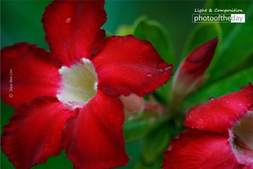 Impala Lily by Siew Bee Lim - Impala Lily, Nature Photography, Color Photography, Photo of the Day, Adenium obesum
