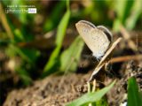 Lesser Grass Blue by Siew Bee Lim - Lesser Grass Blue, Close-up Photography, Nature Photography, Photo of the Day, Photography Awards