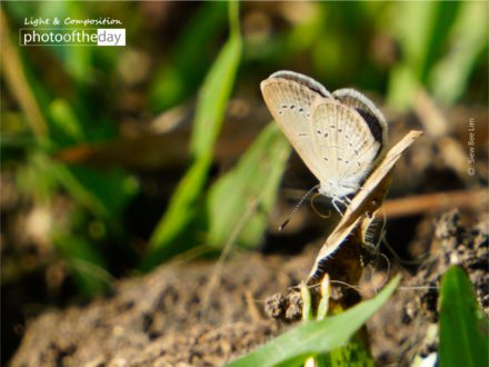 Lesser Grass Blue by Siew Bee Lim - Lesser Grass Blue, Close-up Photography, Nature Photography, Photo of the Day, Photography Awards