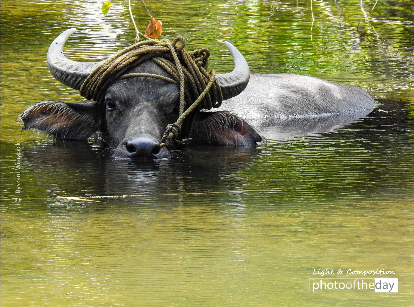 Water Buffalo by Ryszard Wierzbicki Water Buffalo by Ryszard Wierzbicki - Wildlife Photography, Water Buffalo, Photojournalism, Photography Awards, Photo of the Day