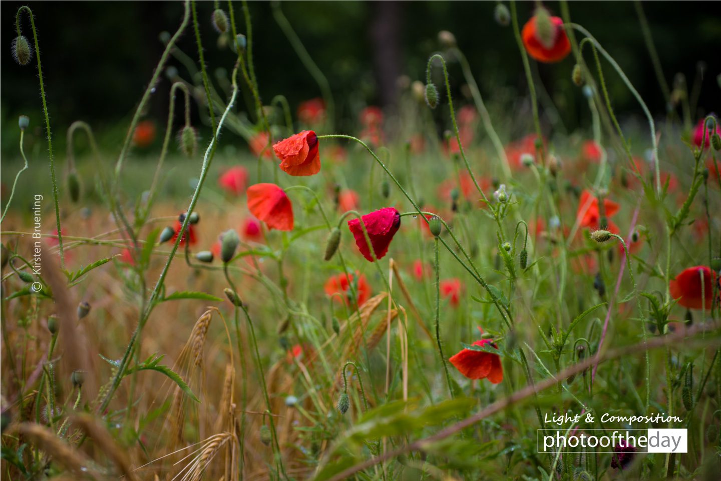 Summer Dream by Kirsten Bruening Summer Dream by Kirsten Bruening - Nature Photography, Award Winning Photography, Photo of the Day, Art Photography, Photography Awards