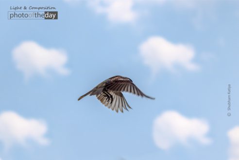 Fly High by Shubham Katiya - Wildlife Photography, Photo of the Day, Photography Awards, Online Photography Courses, Art Photography