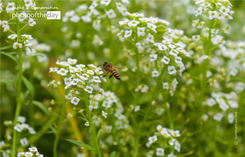 In Search of Happiness by Sammam Junaid - Photojournalism, Photography Awards, Art Photography, Photo of the Day, Online Photography Courses