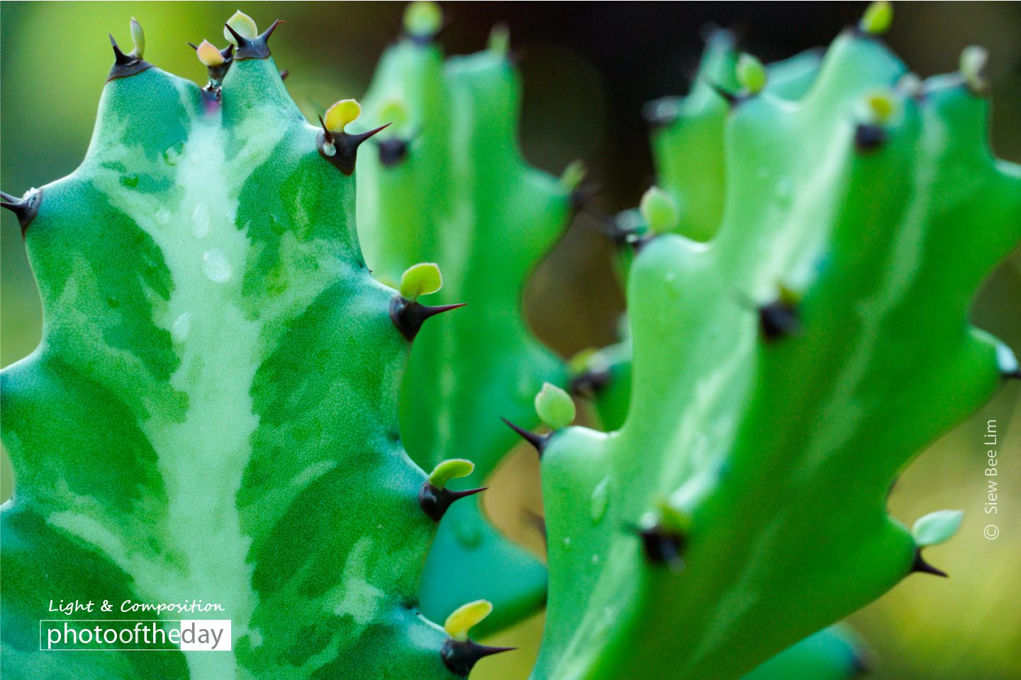 Cactus by Siew Bee Lim - Photojournalism, Art Photography, Close-up Photography, Photo of the Day, Photography Awards