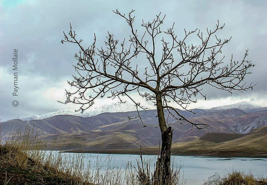Single Tree by Payman Mollaie Single Tree by Payman Mollaie - Landscape Photography, Award Winning Photography, Photo of the Day, Photography Awards, Online Photography Courses