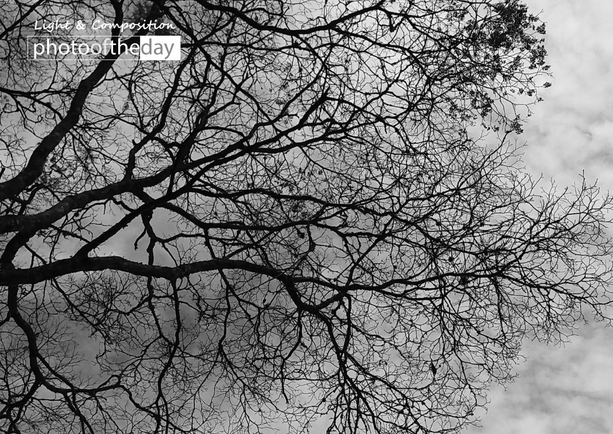 Autumn Sky by Conrado Krainer Autumn Sky by Conrado Krainer - Photo of the Day, Photography Awards, Art Photography, Black and White Photography, Autumn Photography