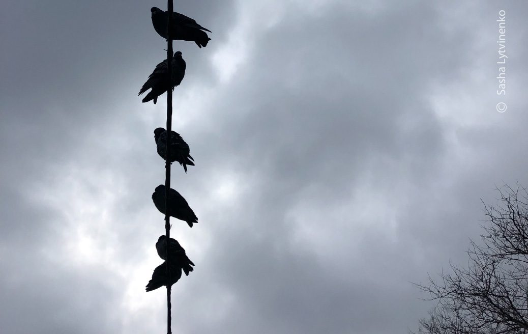 Birds Are Watching by Sasha Lytvinenko The Power Tree by Sasha Lytvinenko - Nature Photography, Photo of the Day, Photography Awards, Art Photography, Online Photography Courses