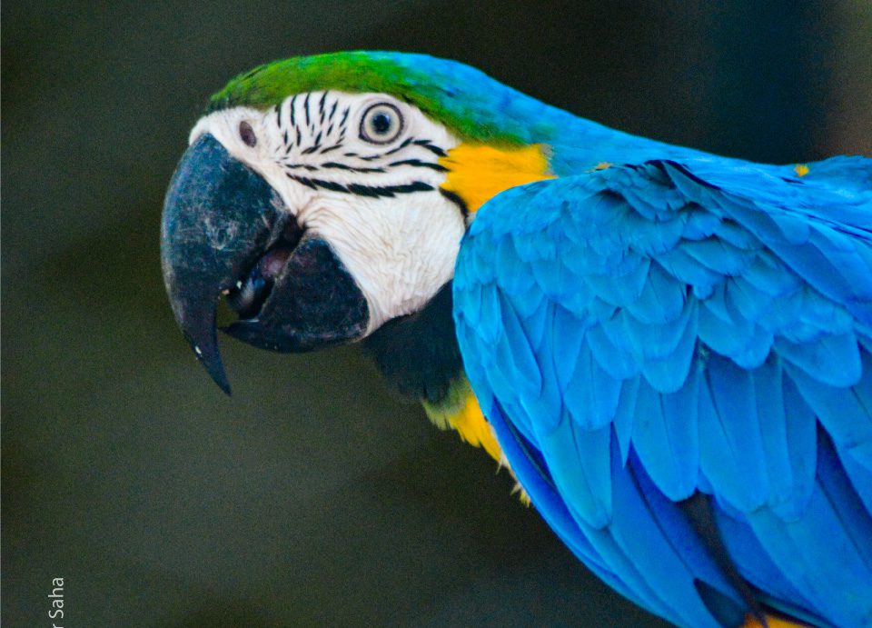 Some Birds are Not Meant to be Caged by Dipsankar Saha Some Birds are Not Meant to be Caged by Dipsankar Saha - Wildlife Photography, Photojournalism, Art Photography, Photo of the Day, Photography Awards