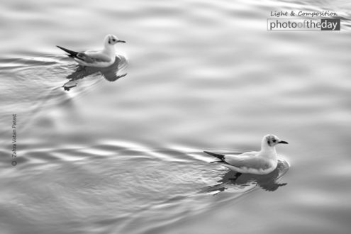 Birds on the River by Zahra Vatan Parast - Wildlife Photography, Photo of the Day, Photography Awards, Art Photography, Online Photography Courses