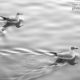 Birds on the River by Zahra Vatan Parast Birds on the River by Zahra Vatan Parast - Wildlife Photography, Photo of the Day, Photography Awards, Art Photography, Online Photography Courses