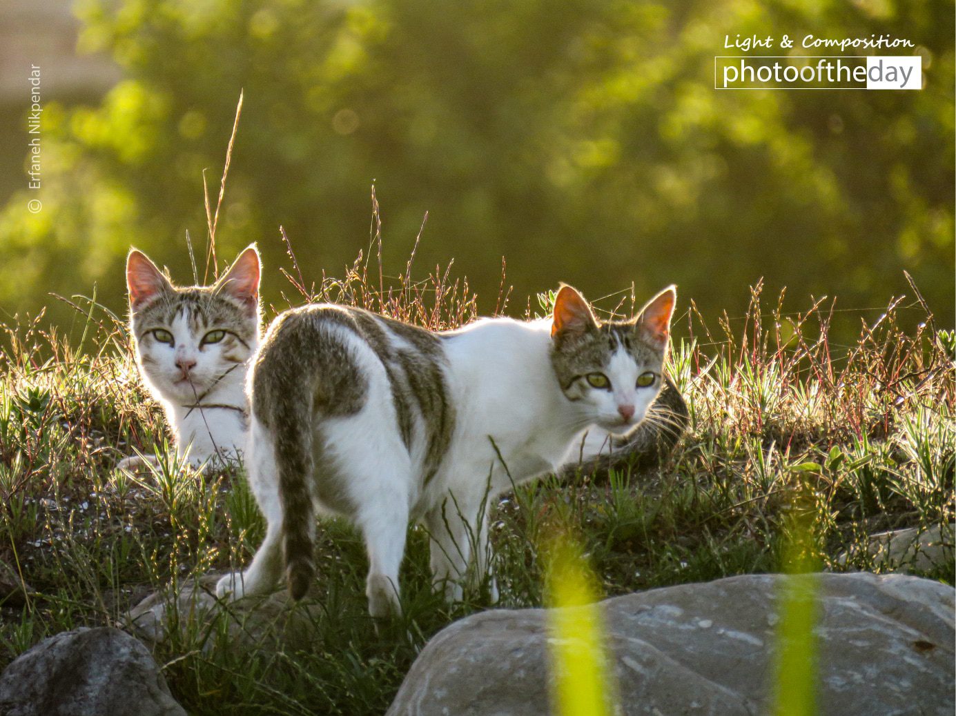 Cats by Erfaneh Nikpendar Dasht-e Kavir by Erfaneh Nikpendar - Photojournalism, Adventure Photography, Award-Winning Photography, Photo of the Day, Monochrome Photography
