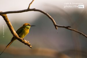 Green Bee-Eater and the Rays of Sun by Sarthak Pattanaik
