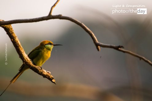 Green Bee-Eater and the Rays of Sun by Sarthak Pattanaik - Wildlife Photography, Photo of the Day, Green Bee-Eater, Photography Awards, Art Photography