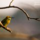 Green Bee-Eater and the Rays of Sun by Sarthak Pattanaik - Wildlife Photography, Photo of the Day, Green Bee-Eater, Photography Awards, Art Photography