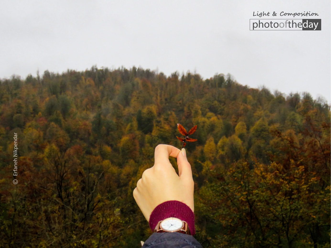 Mother of the Leaf by Erfaneh Nikpendar - Art Photography, Color Photography, Photo of the Day, Photography Awards, Online Photography Courses