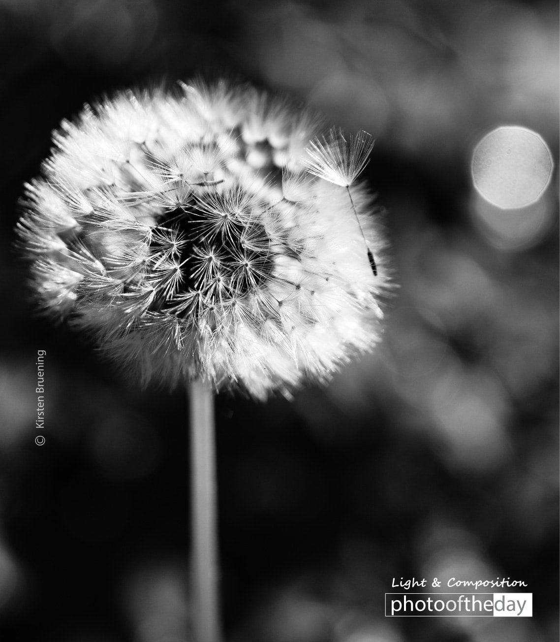 Some See a Weed by Kirsten Bruening Photo of the day 19112019 1n