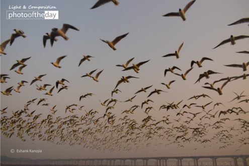 Kumbh Mela by Eshank Kanojia - Photojournalism, Kumbh Mela, Photography Awards, Photo of the Day, Art Photography