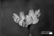 Flower Dreams by Kirsten Bruening - Photo of the Day, Art Photography, Close-up Photography, Black and White Photography, Photography Awards
