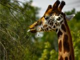 Madagascar by Kirsten Bruening - Wildlife Photography, Photography Award, Photo of the Day, Giraffe Photography, Art Photography