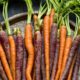 Multicoloured Carrots by May Lawrence - Food Photography, Photography Awards, Art Photography, Online Photography Courses, Photo of the Day