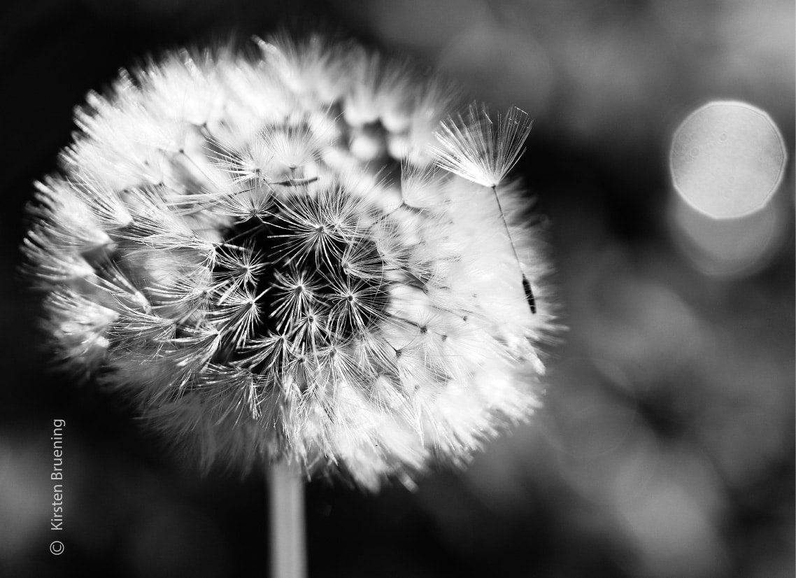 Some See a Weed by Kirsten Bruening - Art Photography, Photo of the Day, Close-up Photography, Photography Awards, Light & Composition University