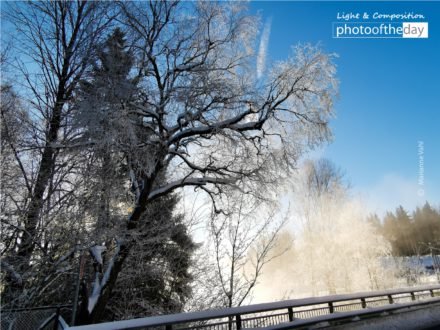 Frost Mist by Marianne Vahl - Nature Photography, Photography Awards, Photo of the Day,  Art Photography, Online Photography Courses