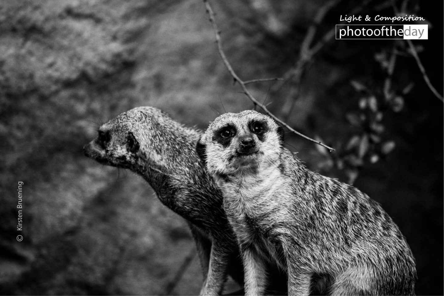 Friendship by Kirsten Bruening Fairy Tales by Kirsten Bruening - Close-up Photography, Award Winning Photography, Photo of the Day, Kirsten Bruening, Art Photography