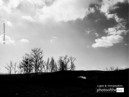 Black Trees by Mikaeel Javanbakht - Artistic Photography, Photo of the Day, Photography Awards, Online Photography Courses, Light & Composition University