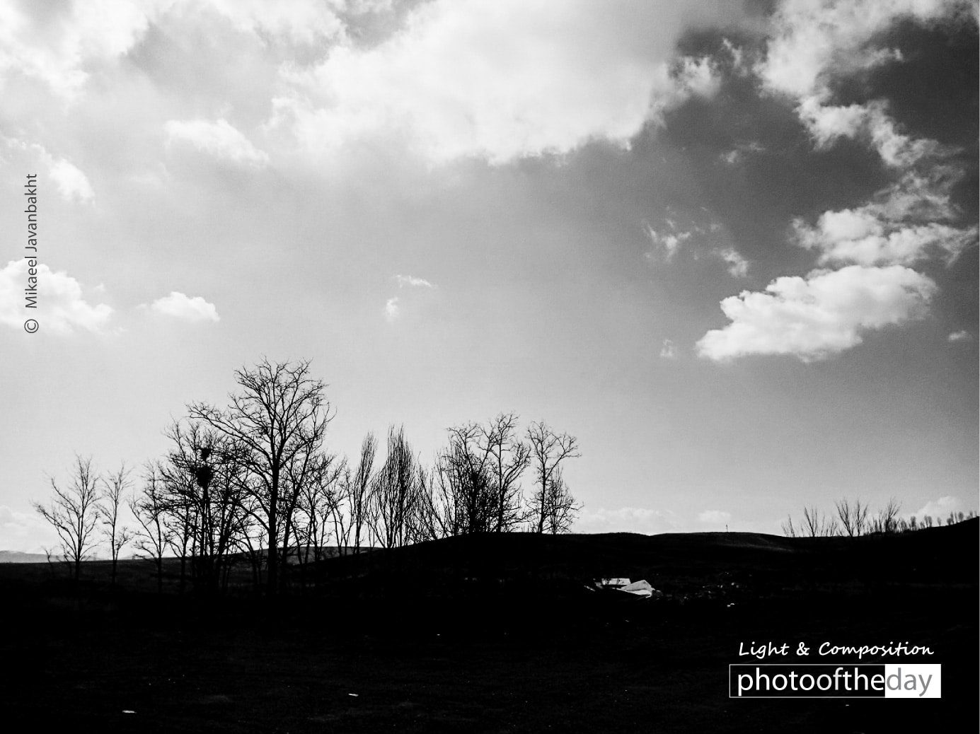 Black Trees by Mikaeel Javanbakht Photo of the day 13042020 1n