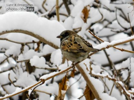 Tree Sparrow on Black Mulberry by Sarvenaz Saadat - Wildlife Photography, Tree Sparrow, Photo of the Day, Photography Awards, Online Photography Courses