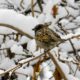 Tree Sparrow on Black Mulberry by Sarvenaz Saadat - Wildlife Photography, Tree Sparrow, Photo of the Day, Photography Awards, Online Photography Courses