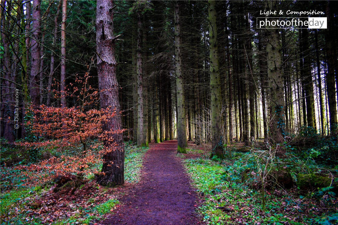 Autumn on the Forest by Diana Ivanova Autumn on the Forest by Diana Ivanova - Nature Photography, Photography Awards, Photo of the Day, Art Photography, Online Photography Courses