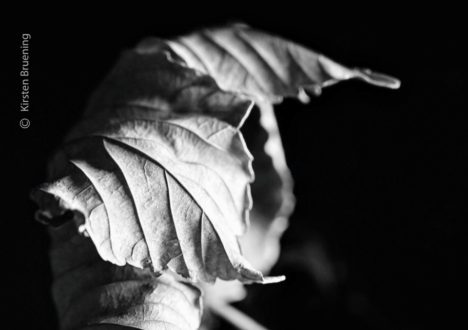 The Last Leaves Falling by Kirsten Bruening - Art Photography, Award Winning Photography, Close-up Photography, Photo of the Day, Kirsten Bruening