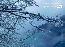 Diamond Tree by Sarvenaz Saadat