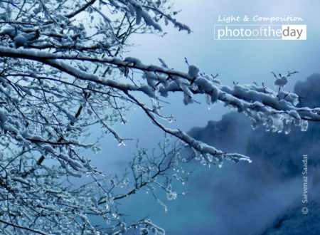 Diamond Tree by Sarvenaz Saadat - Nature Photography, Award Winning Photography, Photo of the Day, Sarvenaz Saadat, Photography Awards