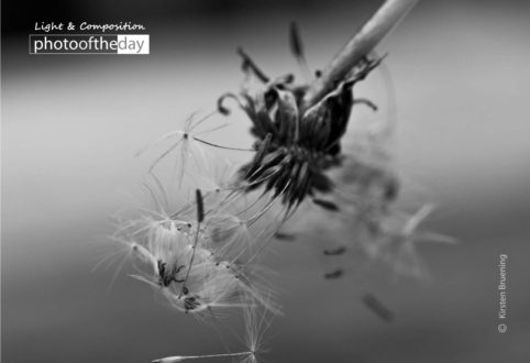 Fairy Tales by Kirsten Bruening - Close-up Photography, Award Winning Photography, Photo of the Day, Kirsten Bruening, Art Photography