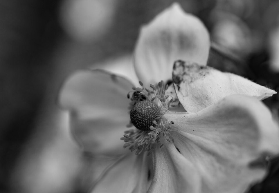 Memories by Kirsten Bruening Memories by Kirsten Bruening - Photojournalism, Art Photography, Close-up Photography, Photography Awards, Photo of the Day