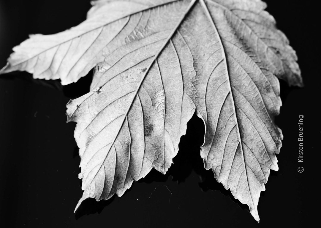 Autumn by Kirsten Bruening Autumn by Kirsten Bruening - Close-up Photography, Art Photography, Photo of the Day, Photography Awards, Autumn Photography