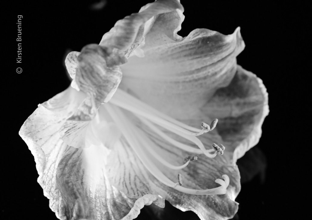 Beautiful Flowers by Kirsten Bruening Beautiful Flowers by Kirsten Bruening - Photojournalism, Photography Awards, Close-up Photography, Art Photography, Flower Photography