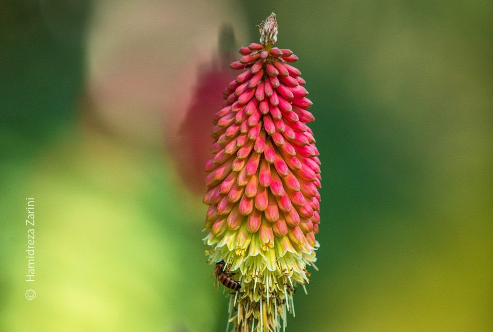 Red Hot Pokers by Hamidreza Zarini Red Hot Pokers by Hamidreza Zarini - Photojournalism, Close-up Photography, Nature Photography, Photography Awards, Light & Composition