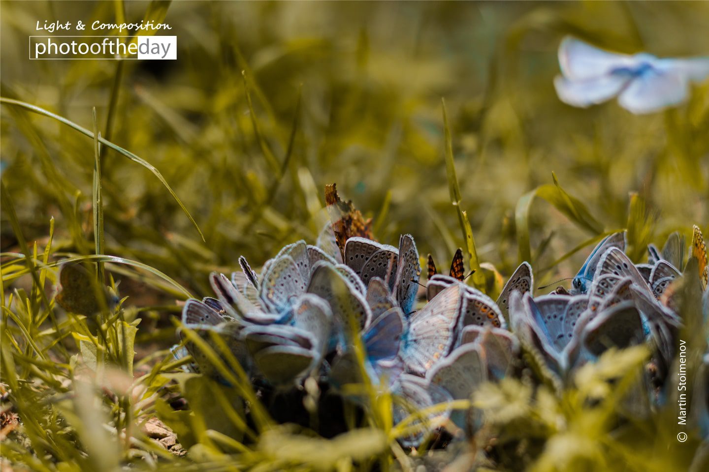 Flight by Martin Stoimenov Flight by Martin Stoimenov - Photojournalism, Photography Awards, Close-up Photography, Art Photography, Photo of the Day