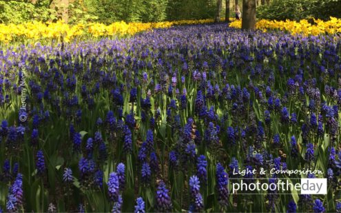 Flowers Rainbow by Jeremy Negron - Nature Photography, Photo of the Day, Photography Awards, Flower Photography,  Light & Composition University