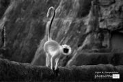 Wildlife Photography, Photojournalism, Photography Awards, Grey Langur, Ravikumar Jambunathan – Grey Langur by Ravikumar Jambunathan Grey Langur by Ravikumar Jambunathan - Wildlife Photography, Photojournalism, Photography Awards, Grey Langur, Ravikumar Jambunathan