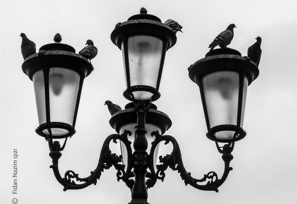 Pigeons by Fidan Nazim Qizi Pigeons by Fidan Nazim Qizi - Photojournalism, Black and White Photography, Photography Awards, Photo of the Day, Fidan Nazim Qizi