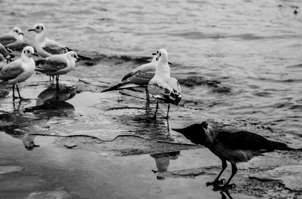 The Crow by Fidan Nazim Qizi The Crow by Fidan Nazim Qizi - Photojournalism, Art Photography, Black and White Photography, Photography Awards, Photo of the Day