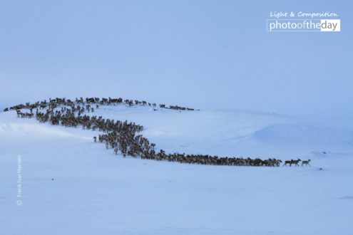 Reindeer in Winter Landscape by Frank Ivar Hansen - Reindeer Photography, Winter Landscape Photography, Nature Photography, Photo of the Day, Award Winning Photography