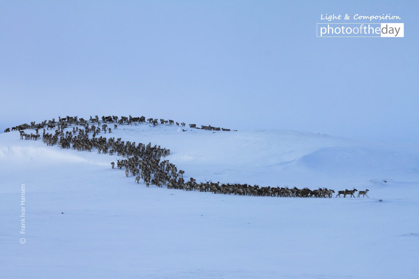 Reindeer in Winter Landscape by Frank Ivar Hansen Reindeer in Winter Landscape by Frank Ivar Hansen - Reindeer Photography, Winter Landscape Photography, Nature Photography, Photo of the Day, Award Winning Photography