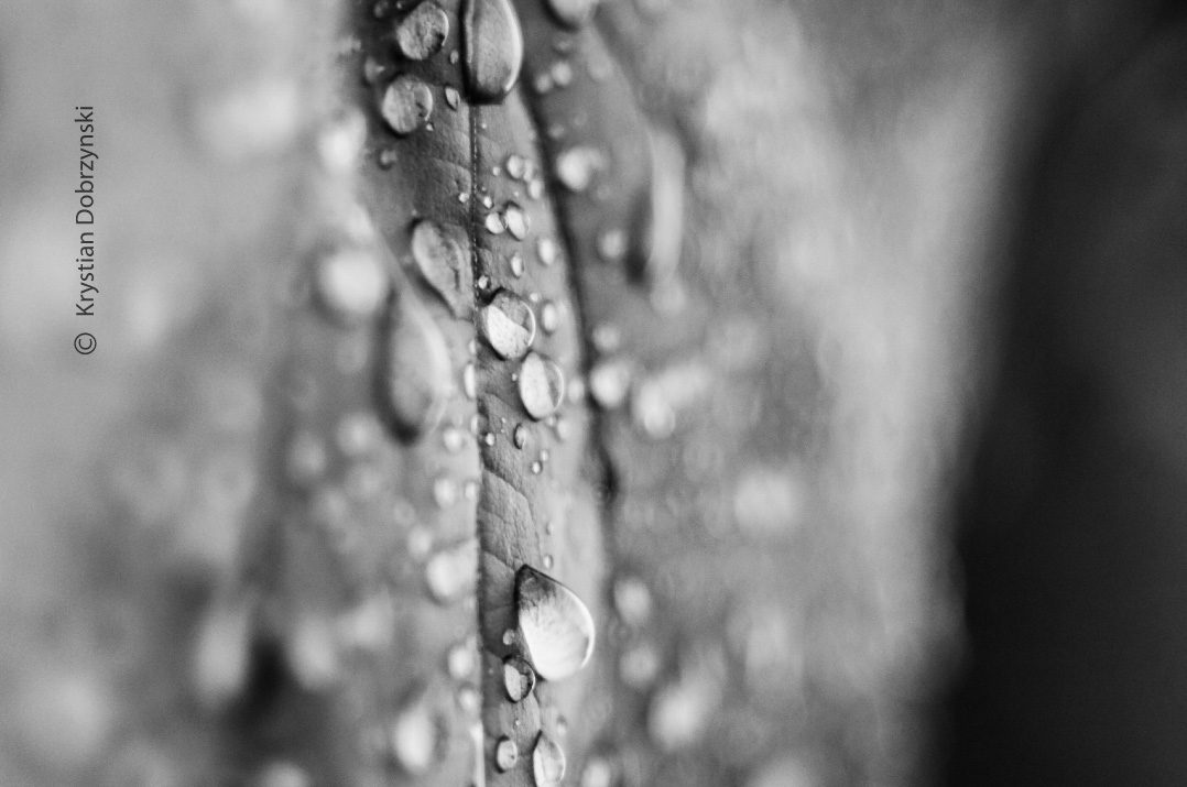 Wet by KD Wet by KD - Macro Photography, Award Winning Photography, Photo of the Day, Close-Up Photography, Photography Awards