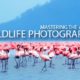 Mastering the Art of Wildlife Photography - wildlife photography, online photography courses, photography education, nature photography, photography masterclass