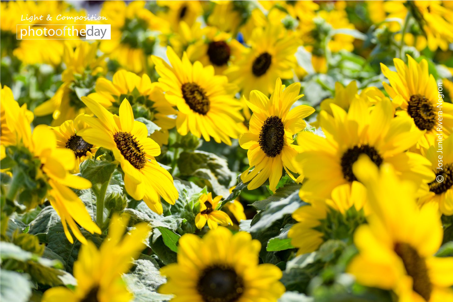 Freedom and Happiness by Jose Juniel Rivera-Negron Photo of the day 23112020 1n